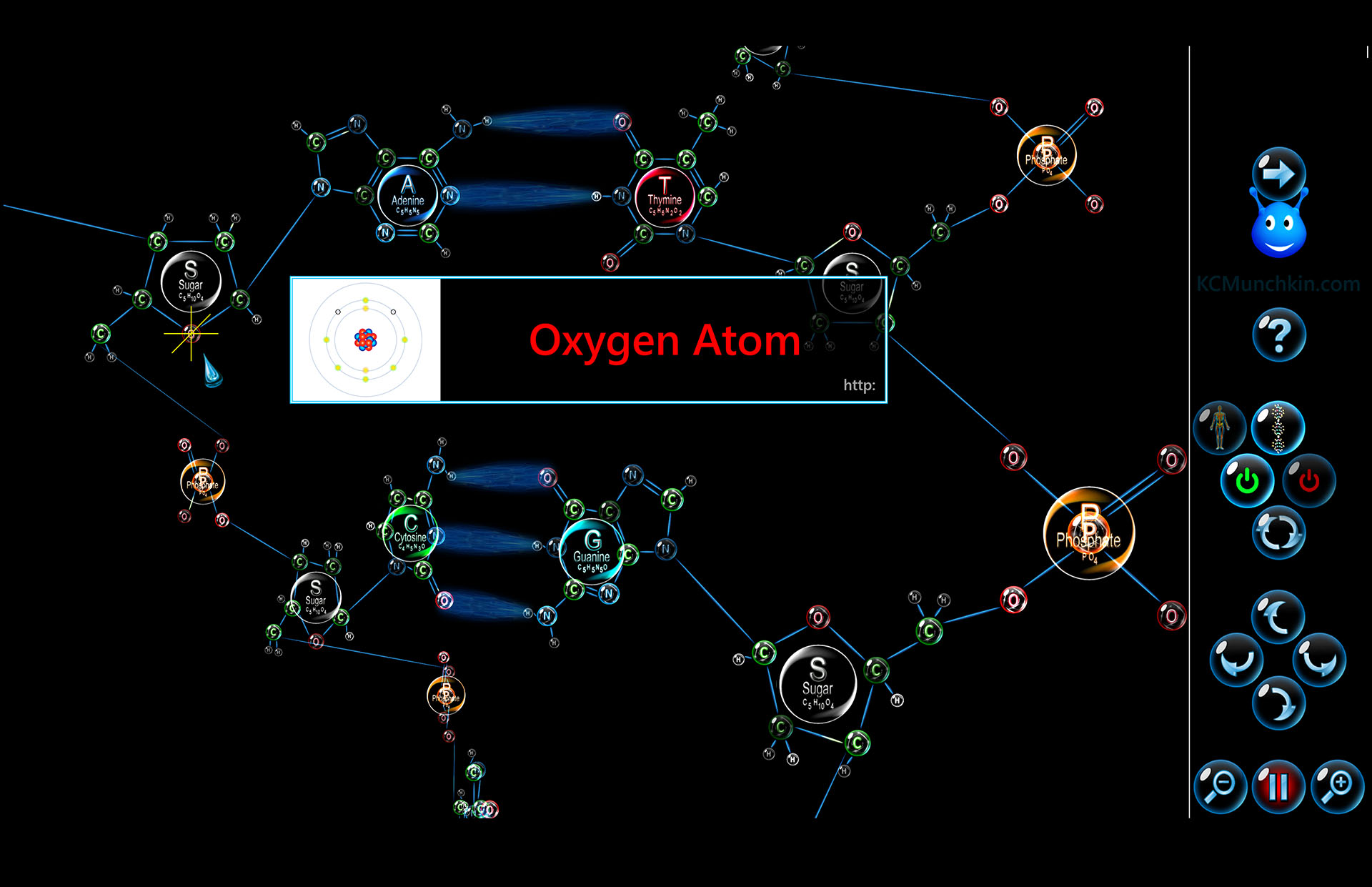 depiction of oxygen atom in DNA